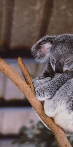 Animals,Wood,Tree,Sleep,Koala,Dream,Eucalyptus