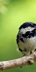 Oiseau,Bois,Branche,Petit,Menue,Arbre,Animaux