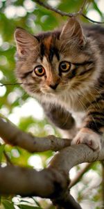 Animals,Wood,Tree,Spotted,Spotty,Branches,Curiosity,Kitty,Kitten