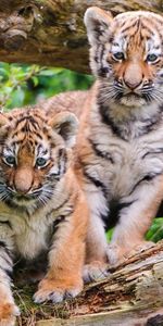 Animals,Wood,Young,Pair,Tree,Cubs,Tiger Cubs,Couple