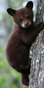 Animals,Wood,Young,Tree,Bear,Joey,Bark,Trunk