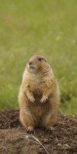 Valeur,Chien De Prairie,Rongeur,Animaux