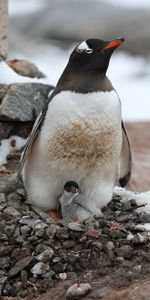 Jeune,Animaux,Animal,Famille,Joey,Manchot,Une Famille,Pingouin