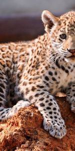 Animals,Young,Calf,Kitty,Leopard,Kitten