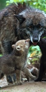 Color,Una Familia,Familia,Cuidado,Joven,Cachorros,Animales,Lobo