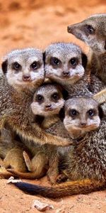 Animals,Young,Cubs,Family,Care,Embrace,Meerkat,Surikat