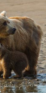 Jeune,Famille,Animaux,Oursons,Bears,Une Famille,Sable