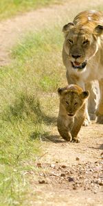 Animals,Young,Cubs,Lion Cubs,Walking,Walk,Lions