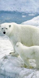 Animals,Young,Glacier,Joey,White Bears,Polar Bears