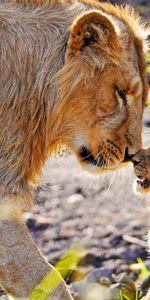 Animals,Young,Joey,Attention,Predator,Lioness,Care,Tenderness,Lion Cub,Lion