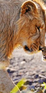 Animals,Young,Joey,Care,Tenderness,Lion