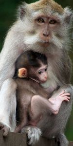 Animals,Young,Joey,Family,Care,Tenderness,Monkey