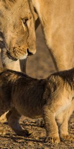 Animals,Young,Joey,Lioness,Care,Lion