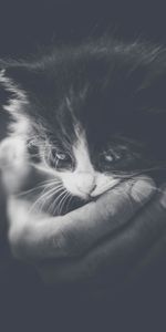 Mano,Gato,Joven,Bw,Joey,Pequeña,Pequeño,Animales,Gatito,Chb