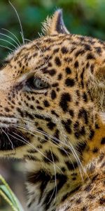 Animales,Jaguar,Gatito,Depredador,Perfil,Gato Montés,Joey,Joven,Bozal,Gato Salvaje