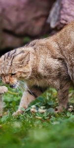 Animales,Joven,Gatito,Pareja,Par,Cuidado,Joey,Gato,Juguetón,Gatos