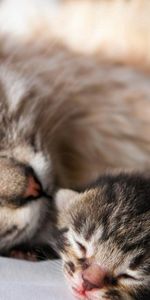 Animals,Young,Kitty,Pair,Sleep,Joey,Kitten,Tenderness,Couple,Cat,Dream