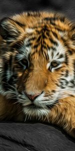 Animals,Young,Kitty,To Lie Down,Lie,Joey,Tiger Cub,Kitten,Predator,Tiger