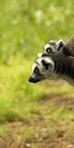 Animals,Young,Lemur,Joey,Family