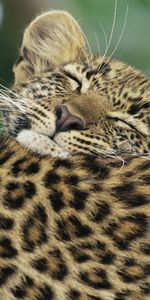 Animales,Color,Cuidado,Joey,Joven,Leopardo