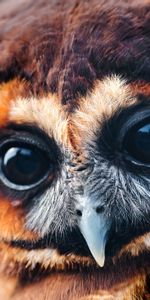 Animals,Young,Muzzle,Joey,Feather,Eyes,Owl