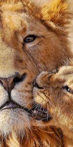 Animals,Young,Muzzle,Joey,Playful,Care,Lion