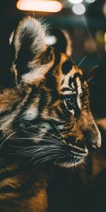 Animals,Young,Muzzle,Tiger,Joey,Profile,Tiger Cub