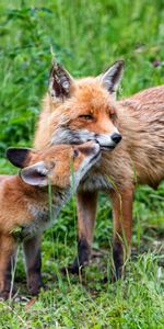 Animals,Young,Nice,Sweetheart,Joey,Tenderness,Mum,Mummy,Family,Care,Fox