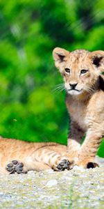 Animals,Young,Nice,Sweetheart,Joey,Wildlife,Lion Cub,Lion