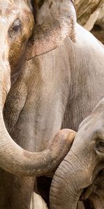 Animals,Young,Pair,Joey,Family,Elephants,Couple