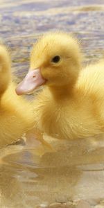 Animals,Young,Pair,Swim,Cubs,Ducks,To Swim,Couple