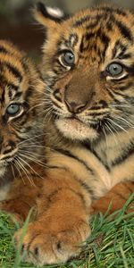 Animaux,Jeune,Petits Tigres,Gros Chat,Fauve,Oursons,Prédateur,Tigres