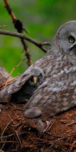 Птенец,Great Gray Owl,Детеныш,Крылья,Животные,Хищник,Сова