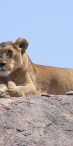 Animals,Young,Safari,Joey,Africa,Lions