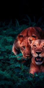 Animals,Young,Sight,Opinion,Cubs,Wildlife,Lions