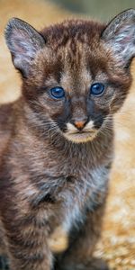 Jeune,Vue,Opinion,Animaux,Minou,Joey,Chaton