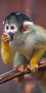 Animals,Young,Sight,Opinion,Sweetheart,Nice,Joey,Monkey,Marmoset