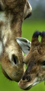 Animals,Young,Spotted,Spotty,Head,Joey,Care,Giraffe