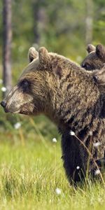 Animals,Young,Stroll,Cubs,Family,Bears