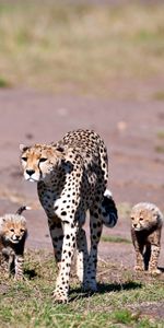 Animals,Young,Stroll,Cubs,Leopards