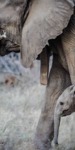 Elephants,Jeune,Flâner,Défenses,Joey,Tronc,Promenade,Animaux