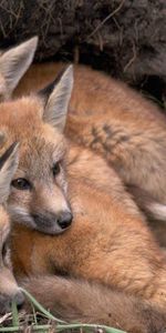 Renardeaux,Animaux,Jeune,Se Coucher,Mensonge,Trois,Se Prélasser,Lisita |,Un Renard,Oursons,Renard