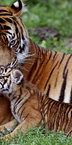 Animales,Tumbarse,Mentir,Gato Grande,Una Familia,Familia,Cuidado,Joey,Cachorro De Tigre,Joven,Depredador,Tigre