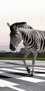 Animals,Zebra