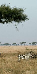 Animals,Zebra