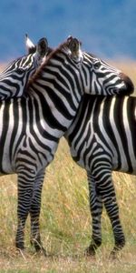 Animals,Zebra