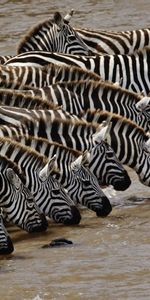 Animals,Zebra