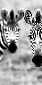 Animals,Zebra