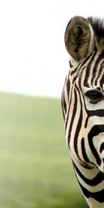 Animals,Zebra