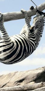 Animals,Zebra